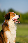 Kooikerhondje Portrait