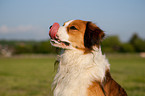 Kooikerhondje Portrait