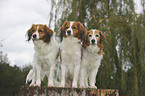 sitting Kooikerhondje