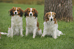 sitting Kooikerhondje