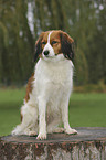 sitting Kooikerhondje