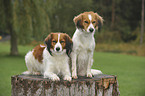 Kooikerhondje