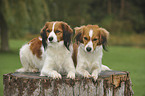 lying Kooikerhondje