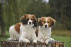 lying Kooikerhondje