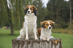 Kooikerhondje