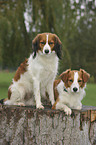 Kooikerhondje