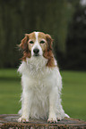 sitting Kooikerhondje