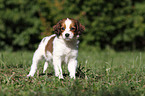 Kooikerhondje puppy