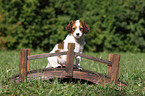 Kooikerhondje puppy