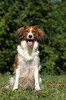 sitting Kooikerhondje