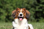 Kooikerhondje Portrait