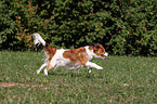 running Kooikerhondje