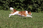 running Kooikerhondje