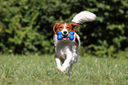 playing Kooikerhondje