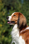 Kooikerhondje Portrait