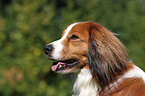 Kooikerhondje Portrait