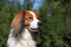 Kooikerhondje Portrait