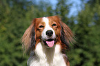 Kooikerhondje Portrait