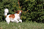 running Kooikerhondje