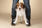 Kooikerhondje
