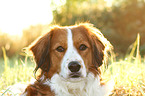 Kooikerhondje Portrait