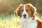 Kooikerhondje Portrait