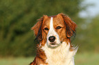 Kooikerhondje Portrait