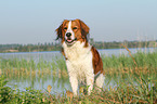 standing Kooikerhondje
