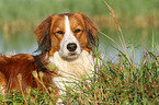 lying Kooikerhondje