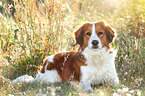 lying Kooikerhondje