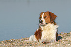 lying Kooikerhondje