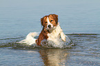 running Kooikerhondje