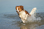 running Kooikerhondje