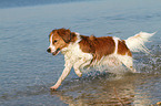 running Kooikerhondje