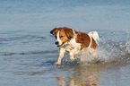 running Kooikerhondje