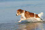 running Kooikerhondje