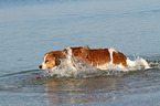 playing Kooikerhondje