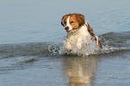 running Kooikerhondje