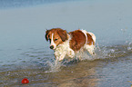 playing Kooikerhondje