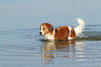 bathing Kooikerhondje