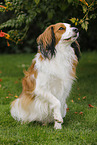 sitting Kooikerhondje