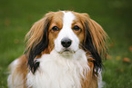 Kooikerhondje Portrait