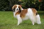 Kooikerhondje