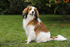 sitting Kooikerhondje