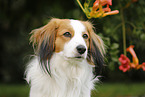 Kooikerhondje Portrait