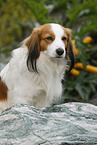 Kooikerhondje Portrait