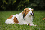 lying Kooikerhondje