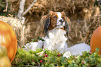 Kooikerhondje in autumn