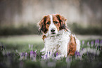 male Kooikerhondje