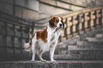 male Kooikerhondje